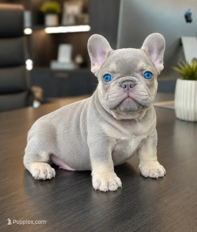 Misha – French Bulldog puppy for sale in Springfield, MO