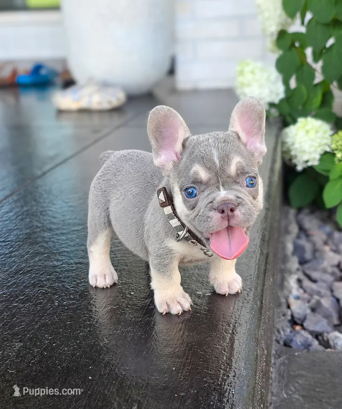 Enzo – French Bulldog puppy for sale in Kansas City, KS