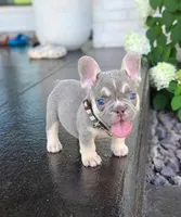 Enzo, a male French Bulldog for sale in Kansas City, KS – 1 of 1