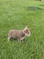 Dior , a female French Bulldog for sale in Dallas, TX – 3 of 4