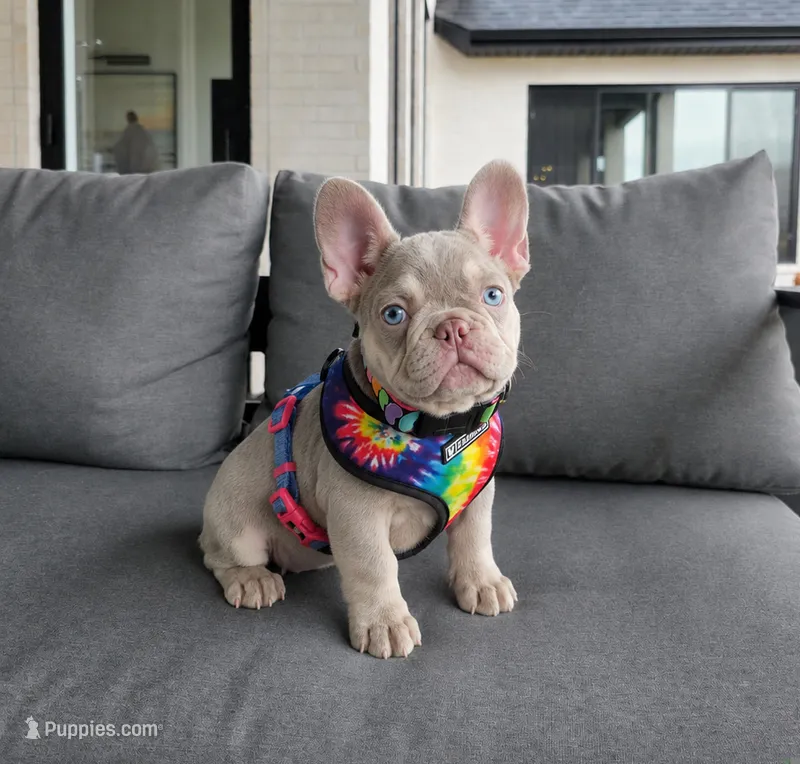 Wifi  – French Bulldog puppy for sale in Saint Louis, MO
