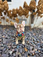 Cardi, a female French Bulldog for sale in Kansas City, MO – Photo 4 of 6