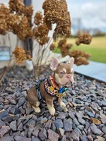Cardi, a female French Bulldog for sale in Kansas City, MO – Photo 6 of 6
