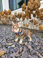 Cardi, a female French Bulldog for sale in Kansas City, MO – Photo 3 of 6