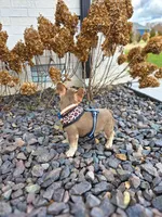 Cardi, a female French Bulldog for sale in Kansas City, MO – Photo 5 of 6