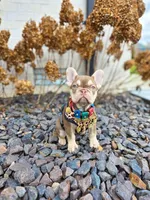 Cardi, a female French Bulldog for sale in Kansas City, MO – Photo 2 of 6