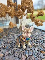 Cardi, a female French Bulldog for sale in Kansas City, MO – Photo 1 of 6