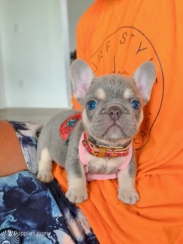 Peaches – French Bulldog puppy for sale in Kansas City, KS