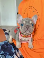 Peaches, a female French Bulldog for sale in Kansas City, KS – 1 of 1