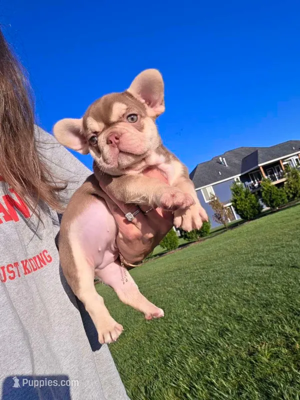 Chanel – French Bulldog puppy for sale in Phoenix, AZ