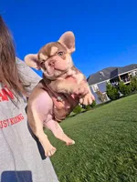 Chanel, a female French Bulldog for sale in Phoenix, AZ – 1 of 1