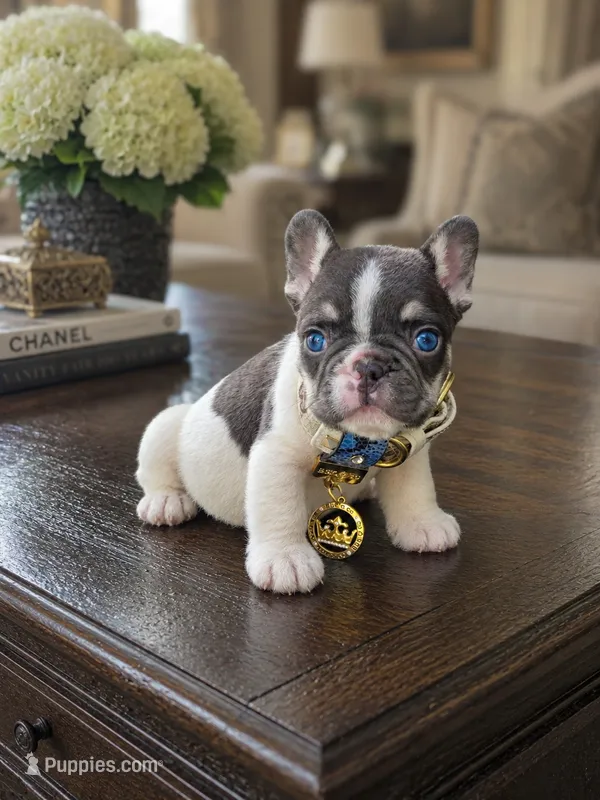 Bixby – French Bulldog puppy for sale in Kansas City, KS