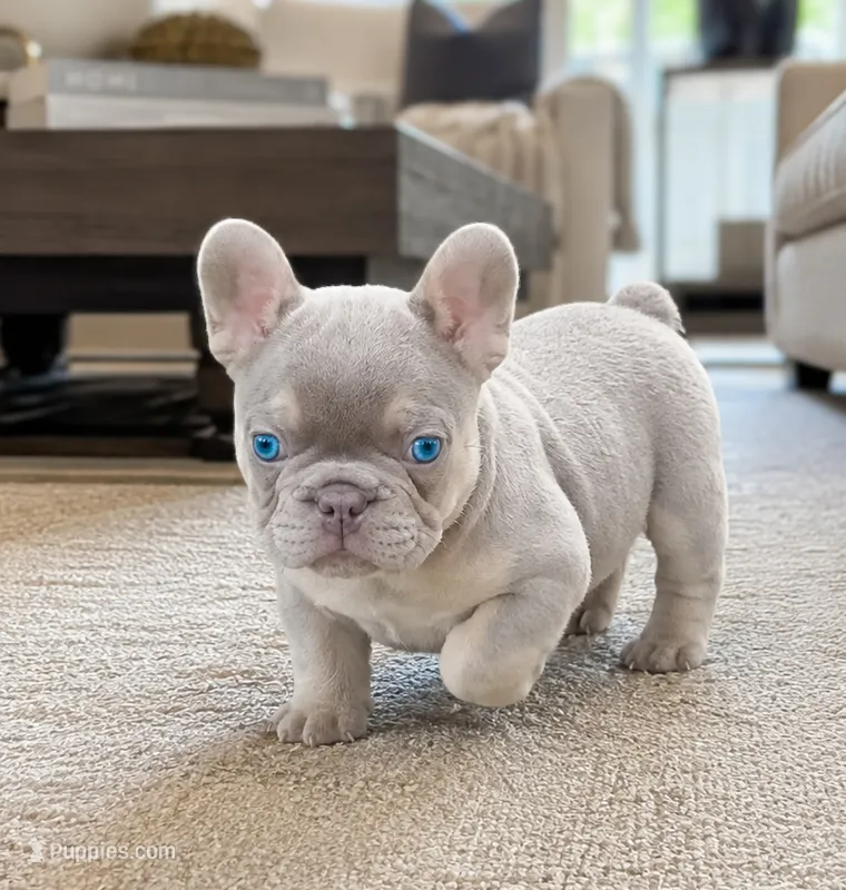 Misha – French Bulldog puppy for sale in Springfield, MO