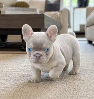 Misha, a male French Bulldog for sale in Springfield, MO – 1 of 1