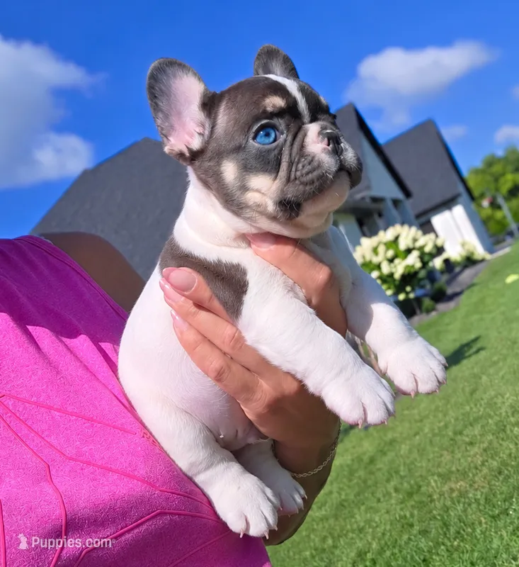 Bingo – French Bulldog puppy for sale in Springfield, MO