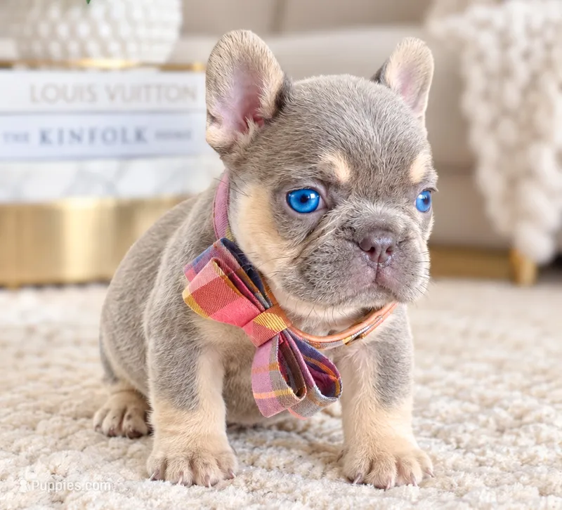 Dior – French Bulldog puppy for sale in Springfield, MO
