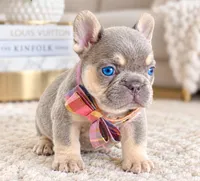 Dior, a female French Bulldog for sale in Springfield, MO – 1 of 1