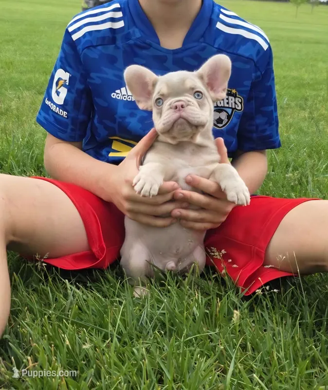 Pooh – French Bulldog puppy for sale in Dallas, TX