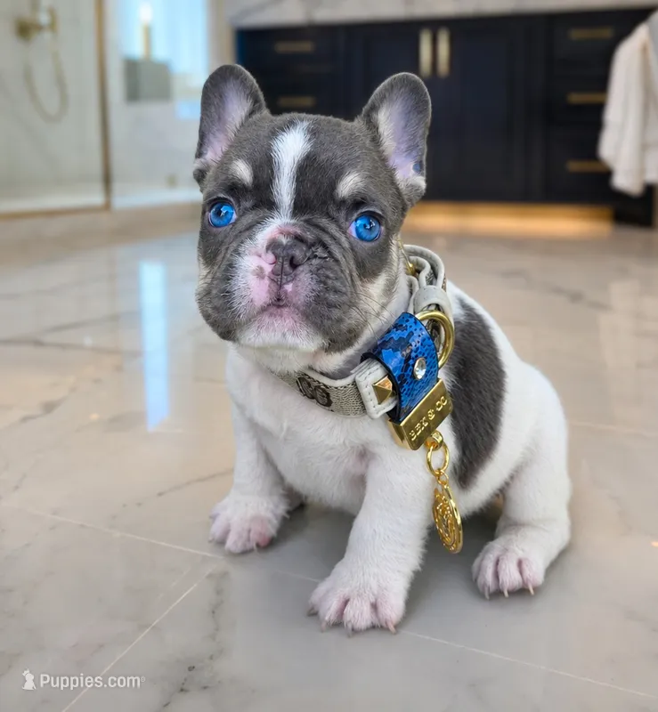 Enzo  – French Bulldog puppy for sale in Springfield, MO