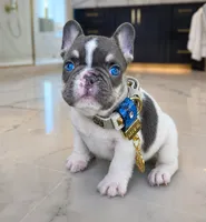 Enzo , a male French Bulldog for sale in Springfield, MO – 1 of 1