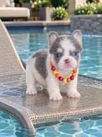 Hux, a male French Bulldog for sale in Springfield, MO – 1 of 1