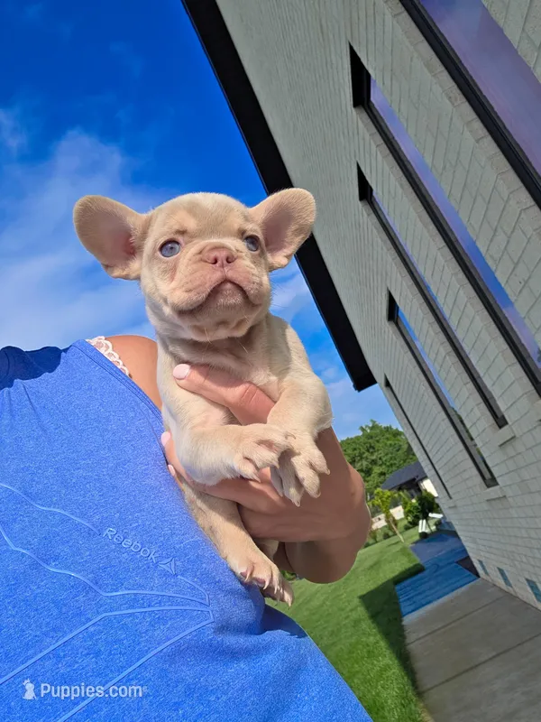 Pancho  – French Bulldog puppy for sale in Sarasota, FL