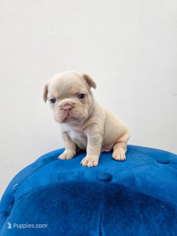 Pancho  – French Bulldog puppy for sale in Sarasota, FL