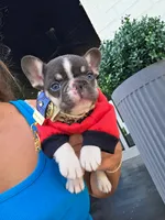 Bixby, a male French Bulldog for sale in Kansas City, KS – 2 of 2