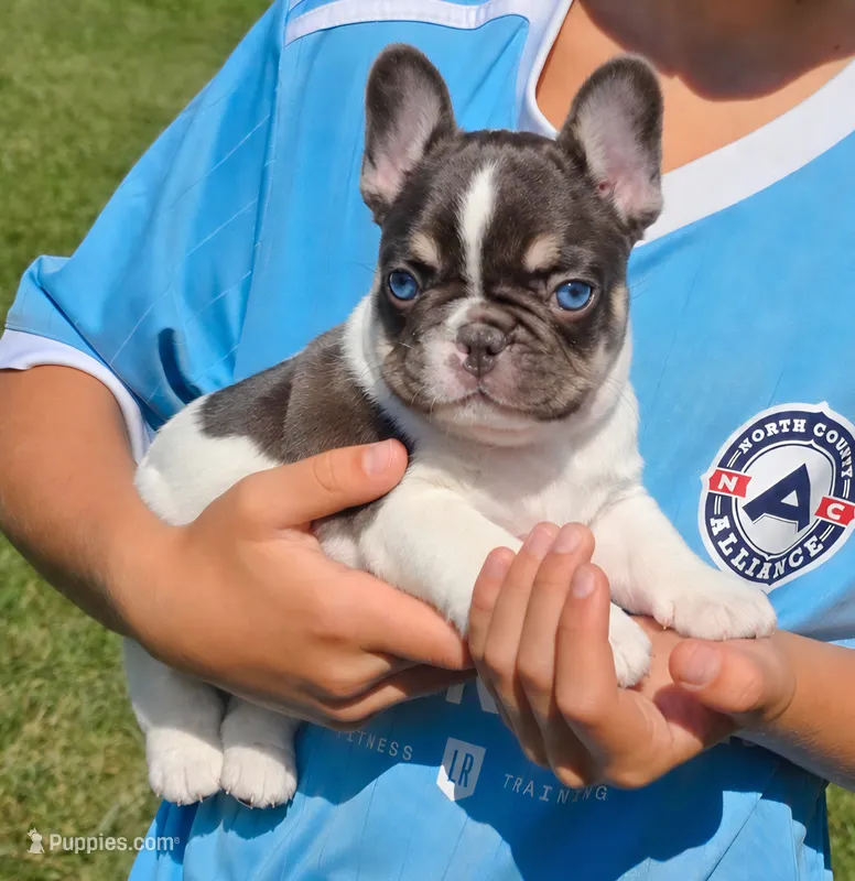 Truffle – French Bulldog puppy for sale in Springfield, MO