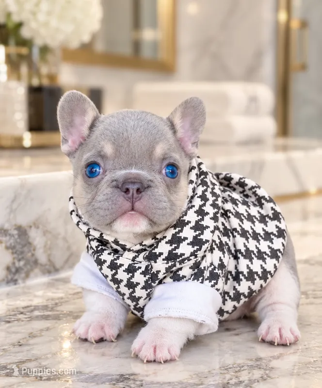 Bean – French Bulldog puppy for sale in Springfield, MO