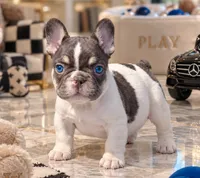 Pooh, a male French Bulldog for sale in Springfield, MO – 1 of 1