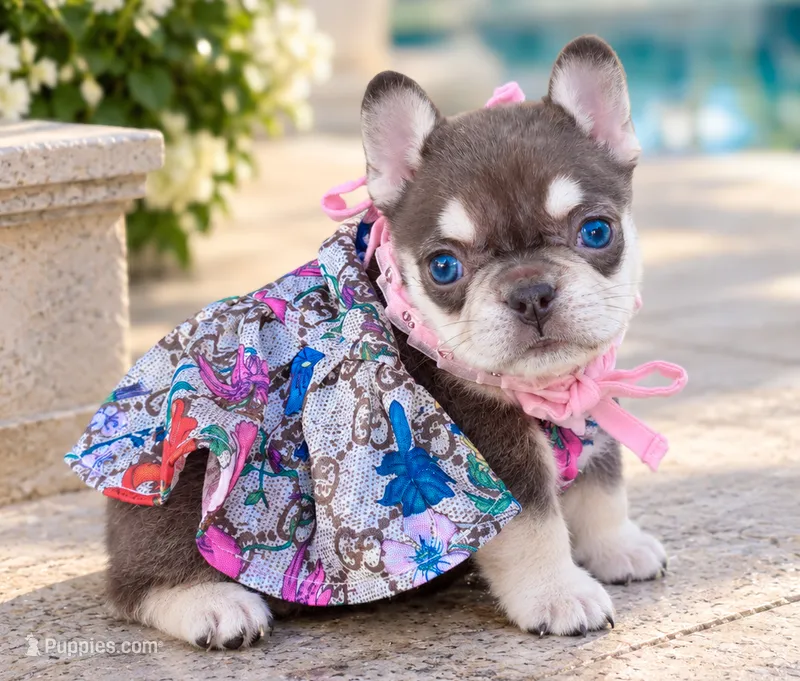 Mona – French Bulldog puppy for sale in Springfield, MO