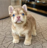 Fern, a female French Bulldog for sale in Springfield, MO – 1 of 1