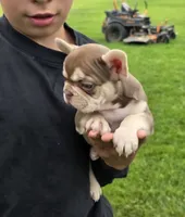 Dior , a female French Bulldog for sale in Dallas, TX – 4 of 4