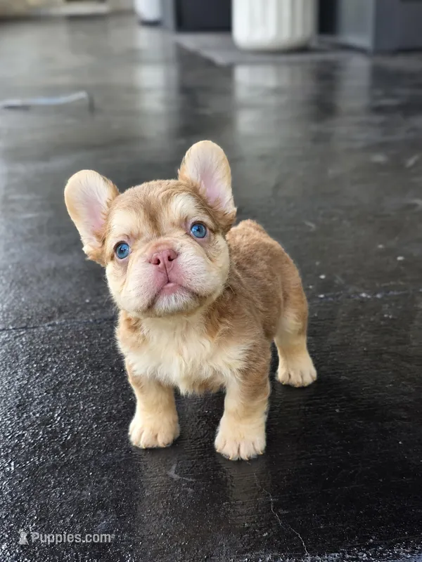 Mimi – French Bulldog puppy for sale in Saint Louis, MO