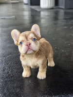 Mimi, a female French Bulldog for sale in Saint Louis, MO – 1 of 1