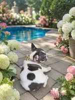 Bixby, a male French Bulldog for sale in Saint Louis, MO – 2 of 2