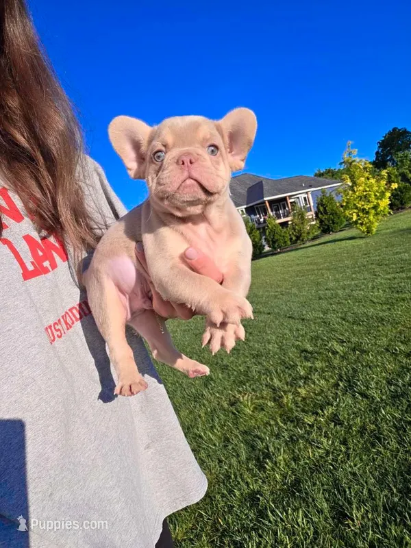 Goliath – French Bulldog puppy for sale in Phoenix, AZ