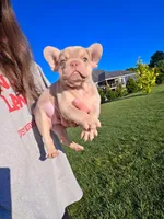 Goliath, a male French Bulldog for sale in Phoenix, AZ – 1 of 1
