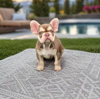 Lola, a female French Bulldog for sale in Kansas City, KS – 1 of 1
