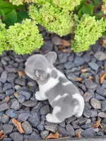 Bean, a male French Bulldog for sale in Springfield, MO – 2 of 2
