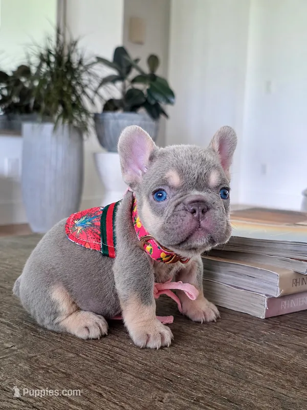 Peaches – French Bulldog puppy for sale in Saint Louis, MO