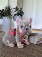 Peaches, a female French Bulldog for sale in Saint Louis, MO – 1 of 1