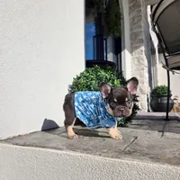 Miniature Copper, a male French Bulldog for sale in Kansas City, MO – Photo 4 of 6