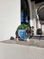 Pooh, a male French Bulldog for sale in Kansas City, MO – Photo 4 of 6