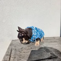 Miniature Copper, a male French Bulldog for sale in Kansas City, MO – Photo 2 of 6