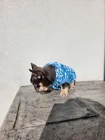 Pooh, a male French Bulldog for sale in Kansas City, MO – Photo 2 of 6