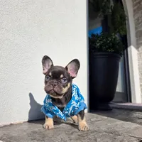 Miniature Copper, a male French Bulldog for sale in Kansas City, MO – Photo 6 of 6