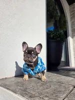 Pooh, a male French Bulldog for sale in Kansas City, MO – Photo 6 of 6