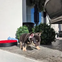 Miniature Copper, a male French Bulldog for sale in Kansas City, MO – Photo 5 of 6